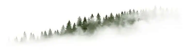 Wald im Nebel