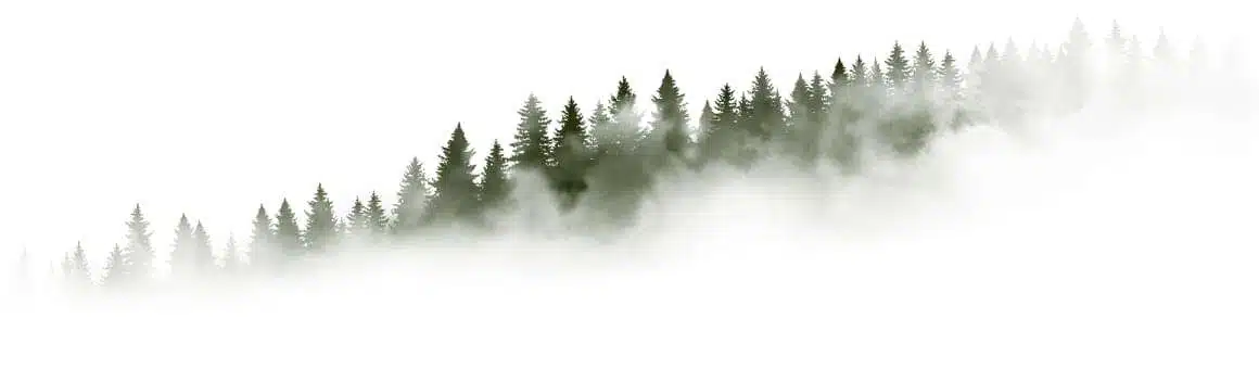 Wald im Nebel