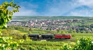 Der Reblausexpress